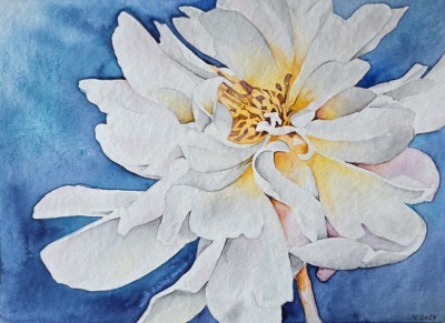 Aquarellbild einer Pfingstrose in expressiven Gelb- und Lilatönen